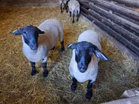 ცხვარი, White Suffolk sheep — ფოტო 1