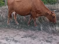 Bull, Cattle — photo 3