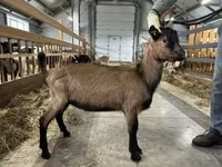 Billy Goat, Alpine goat — photo 2