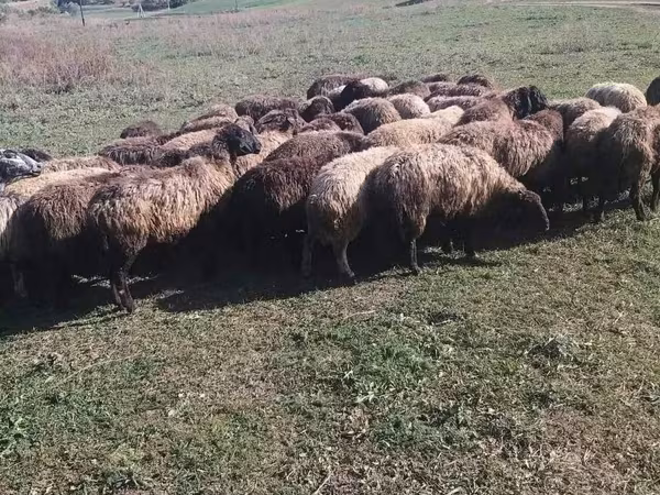 公羊, Sheep