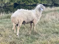 كبش, Karakul sheep — الصورة 3