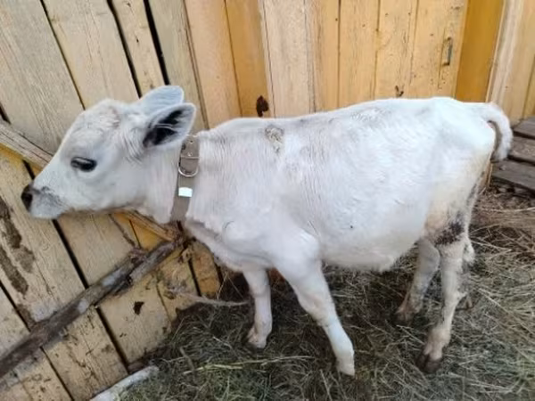 Bull, Cattle