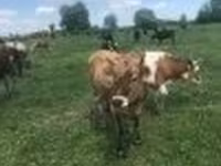 母牛, Holstein breed — 照片 2