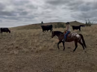 ცხენი, Horses of Sable Island — ფოტო 6