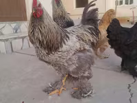 ბრაჰმა — ფოტო 2