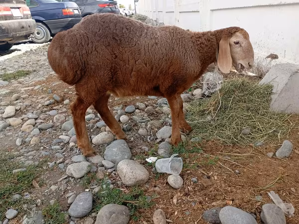 Oveja, Arashan sheep