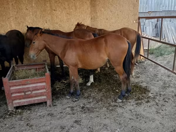Hengst, Pferde