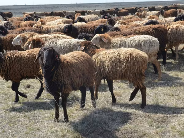 Ram, Sheep — Russia