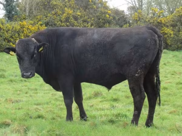 Bull, Wagyu
