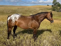 ცხენი, Horses of Sable Island — ფოტო 1