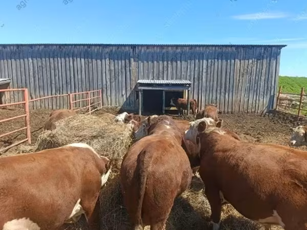 Toro, Hereford
