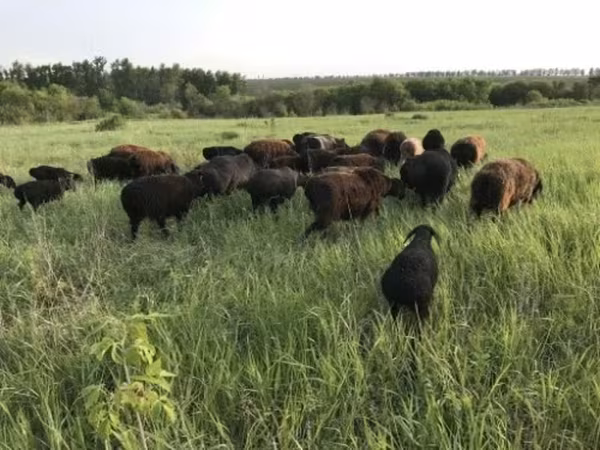 Oveja, Hissar sheep — Rusia