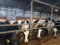 Vaca, Raza Holstein — foto 3