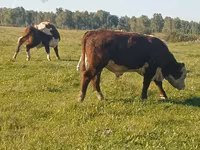 Bull, Yaroslavl cattle — photo 4