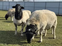 भेड़, Dorper sheep — फ़ोटो 1