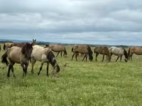 Caballo, Arabian horse — foto 3