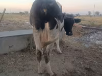 Cow, Holstein breed — photo 1