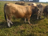 ხარი, Aubrac cattle — ფოტო 5
