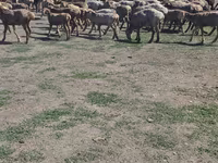 Carnero, Hissar sheep — foto 3