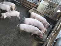 Eber, Schweine — Foto 1