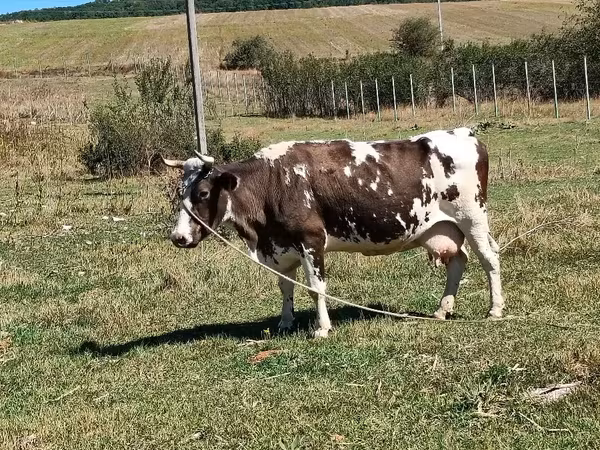 母牛, Cattle