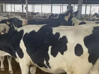 Kuh, Holstein-Rasse — Foto 2