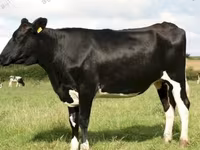 गाय, Russian Black pied cattle — फ़ोटो 3