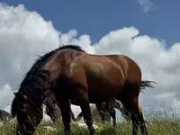 Caballo, Caballos — foto 5