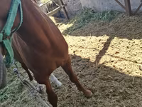 Hengst, Arabian horse — Foto 7