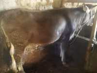 Toro, Ganado vacuno — foto 2