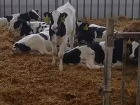 公牛, Holstein breed — 照片 4
