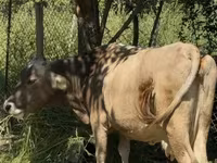 Cow, Cattle — photo 3