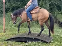 Stute, Quarter Horse — Foto 8
