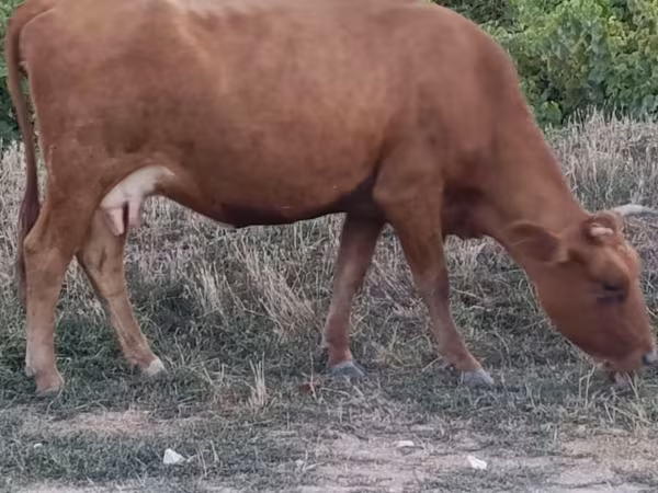 Bull, Cattle