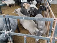 Ram, Sheep — photo 3