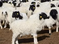 Ram, Sheep — photo 8