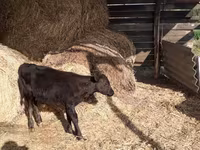 Toro, Ganado vacuno — foto 1
