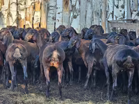 Ram, Hissar sheep — photo 2