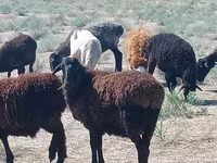 Ram, Edilbay sheep — photo 2
