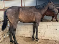 Hengst, Arabian horse — Foto 1