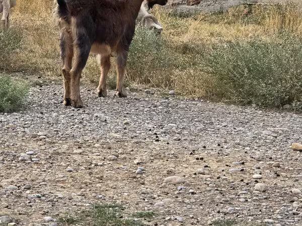 თხა, თხები