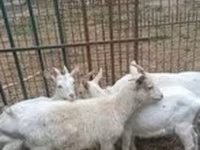 თხა, Saanen goat — ფოტო 2
