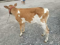 Cow, Red Polled Cow — photo 2