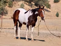 ცხენი, National Show Horse — ფოტო 2
