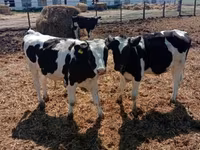 ხარი, Russian Black pied cattle — ფოტო 2