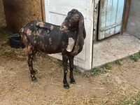 बकरी, Kamori goats — फ़ोटो 4