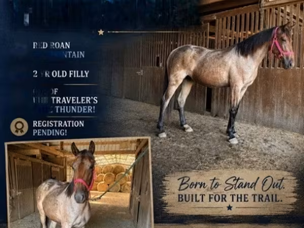 فرس, Rocky Mountain Horse