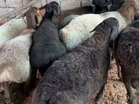 Ram, Sheep — photo 3
