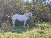 Caballo, Arabian horse — foto 2