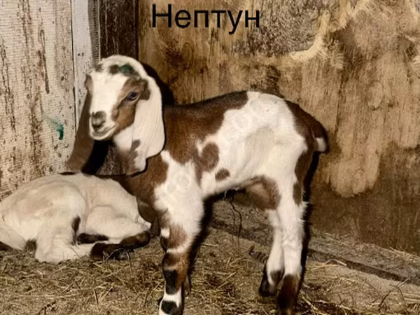 Billy Goat, Kamori goats